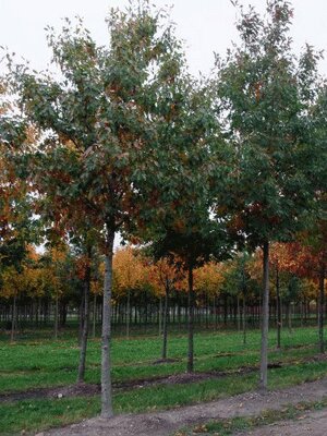 Quercus rubra ( )