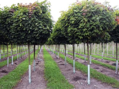 Acer platanoides - Globosum (  )
