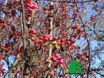 Цветущая яблоня в питомнике "Внуково"