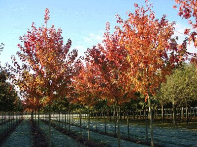 Acer freemanii - Autumn Blaze (Клен красный Отумн Блэйз, осенняя раскраска)