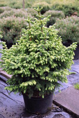 Picea omorika - Nana (Ель сербская Нана)